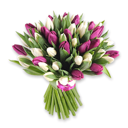Tulipanes blancos y morados