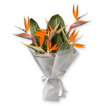 Bouquet de strelitzia