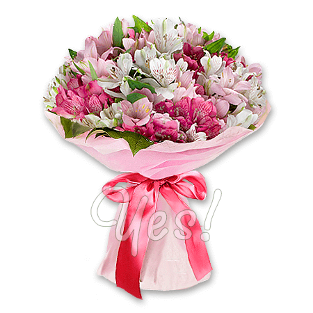 Bouquet of white and pink alstroemerias