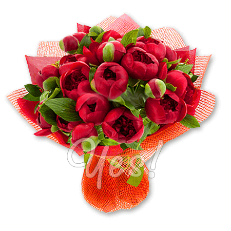 Bouquet von roten Päonien
