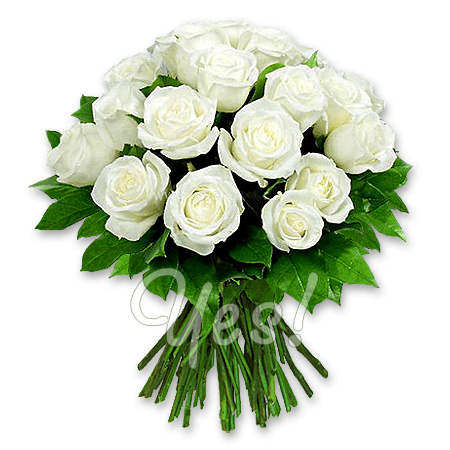 Roses blanches (60 cm.)