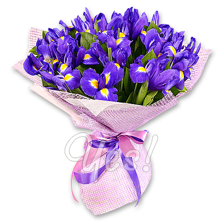 Blumenstrauß aus blauen Irisen