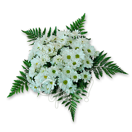 Bouquet of chrysanthemum