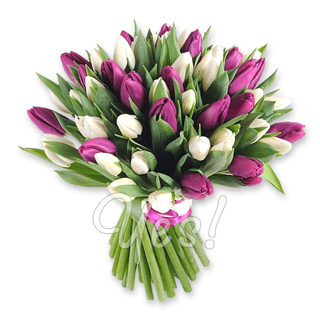 Bouquet of white and purple tulips