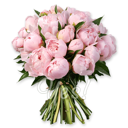 Bouquet von rosigen Päonien