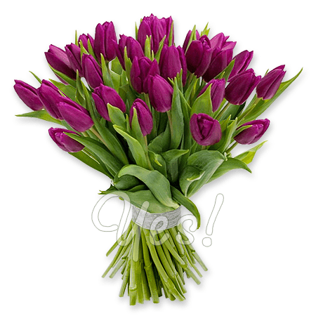 Bouquet of violet tulips