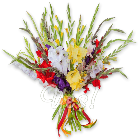 Bouquet of different color gladioli