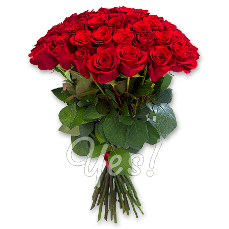 Blumenstrauß aus roten Rosen (60 cm.)