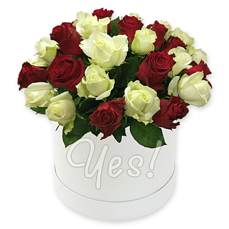 Red and white roses in box