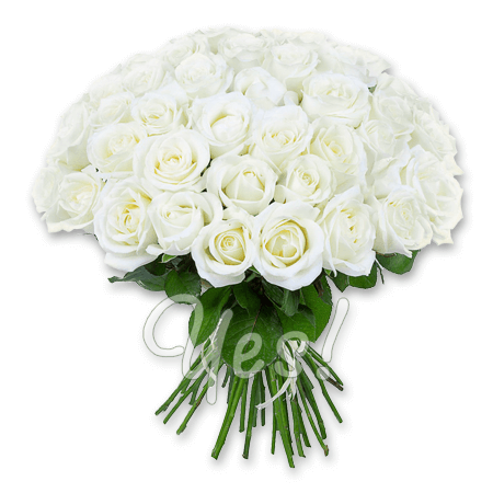 Bouquet of white roses (50 cm.)