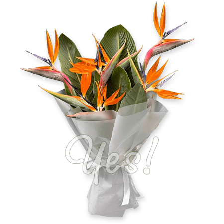 Ramo de strelitzia