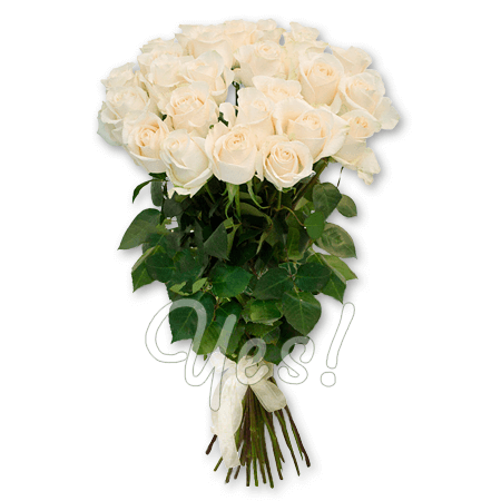 Blumenstrauß aus weißen Rosen (80 cm.)
